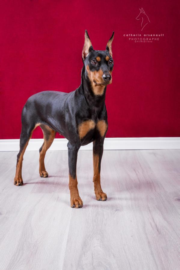 Dunroamin Zenyatta Pinsha | German Pinscher 