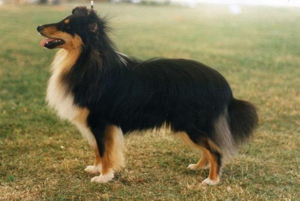 Scandyline Little Venturer | Shetland Sheepdog 