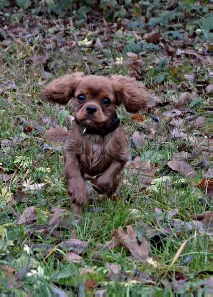 Deanna Amber Sun Dagymery | Cavalier King Charles Spaniel 