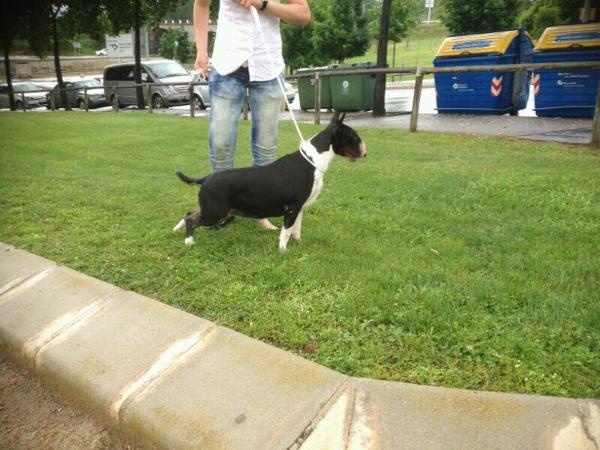 Demonbull Perla Negra | Bull Terrier 