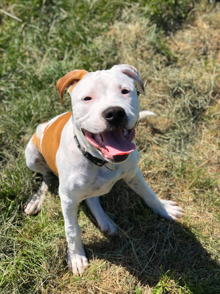 Creed of Chaos Bitte mit Sahne | American Staffordshire Terrier 