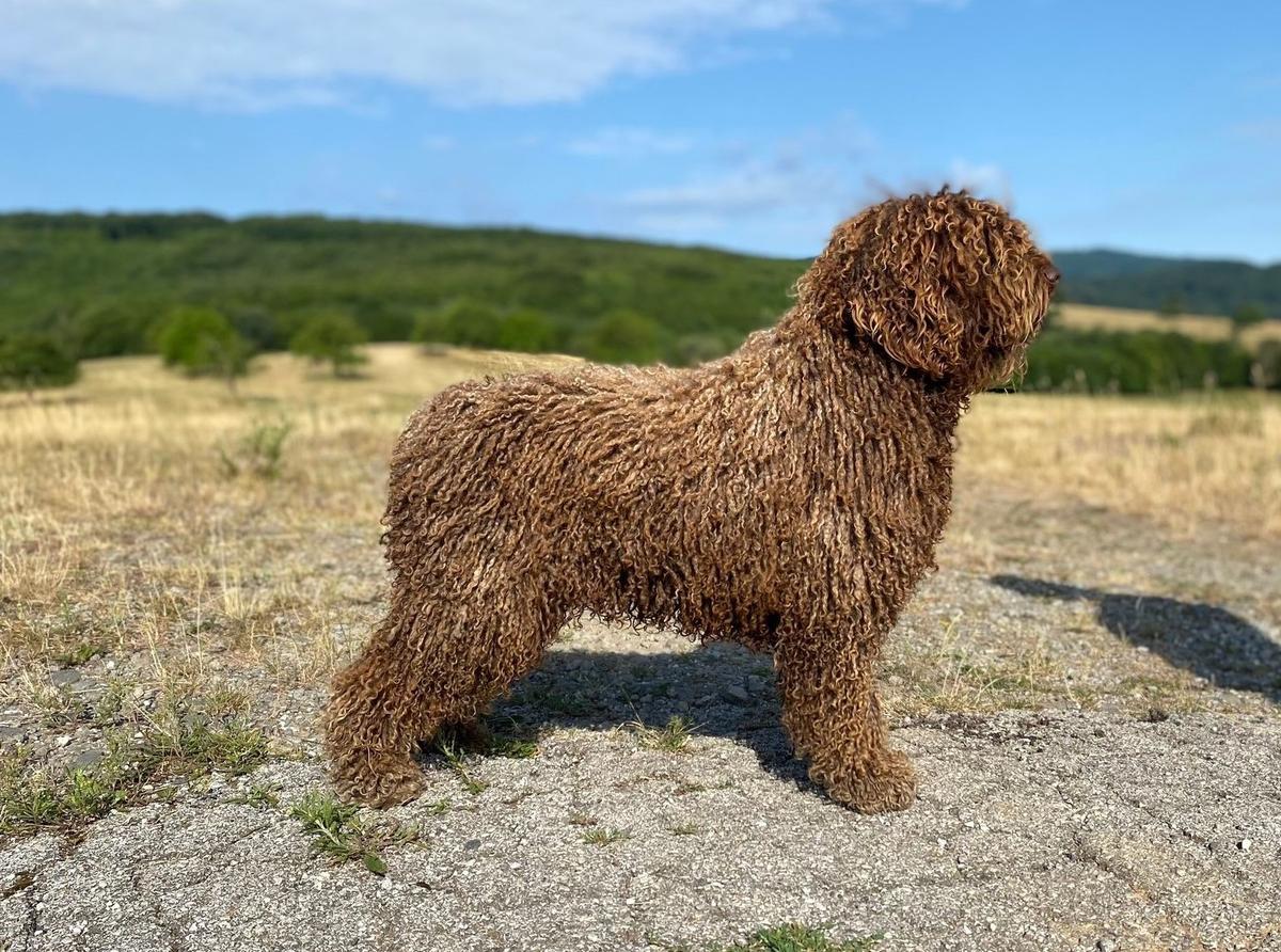 Kilimanjaro del Majaceite | Spanish Water Dog 