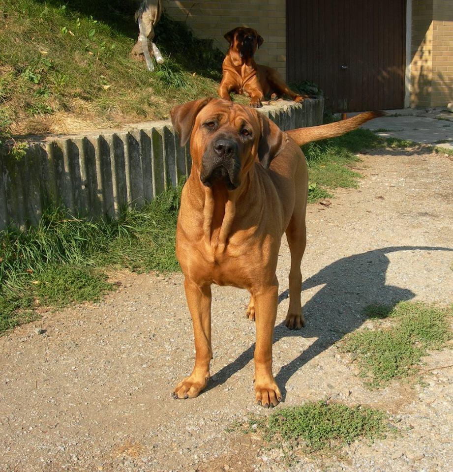 Daisy Tosadar | Tosa  Daisy Tosadar | Tosa