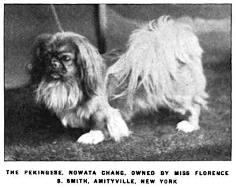 Nowata Chang 165247 vXXIX | Pekingese 