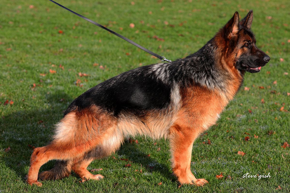 Xairis vom Amur | German Shepherd Dog 