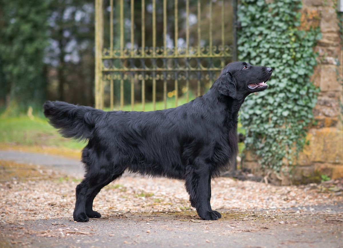 Diamante Blu Nella Mia Stanza | Flat-Coated Retriever 