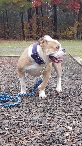 Nuyorican Bulldogges Candy | Olde English Bulldogge 