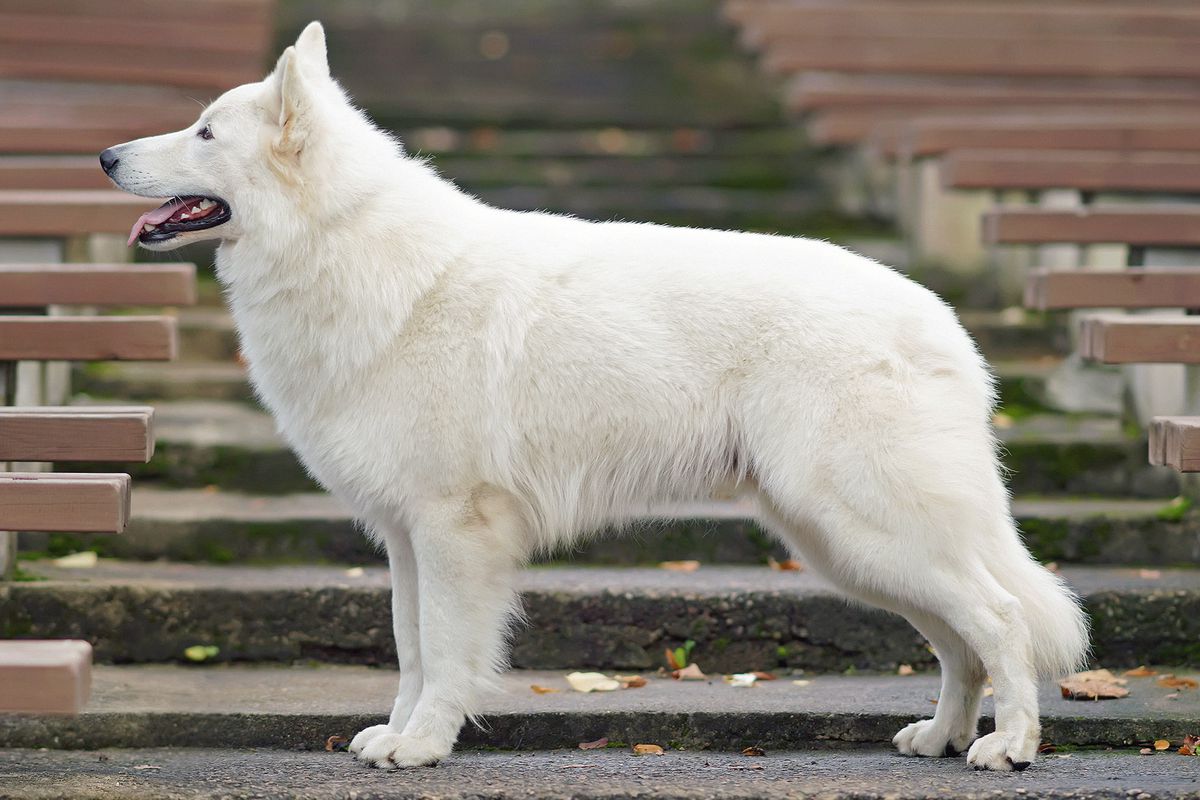 White Dream Team Stronger Than Destiny | White Swiss Shepherd Dog 