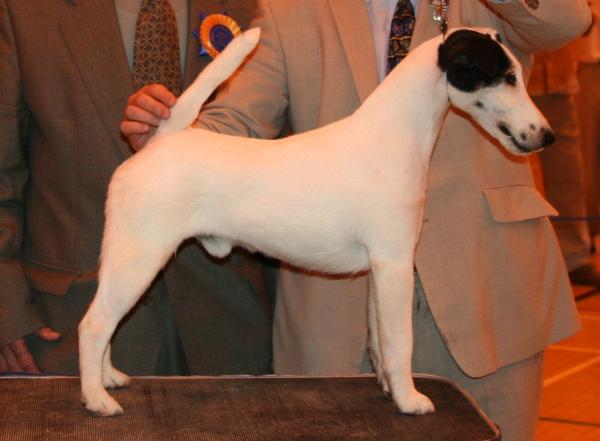 Glendraterra Dylan Thomas | Smooth Fox Terrier 