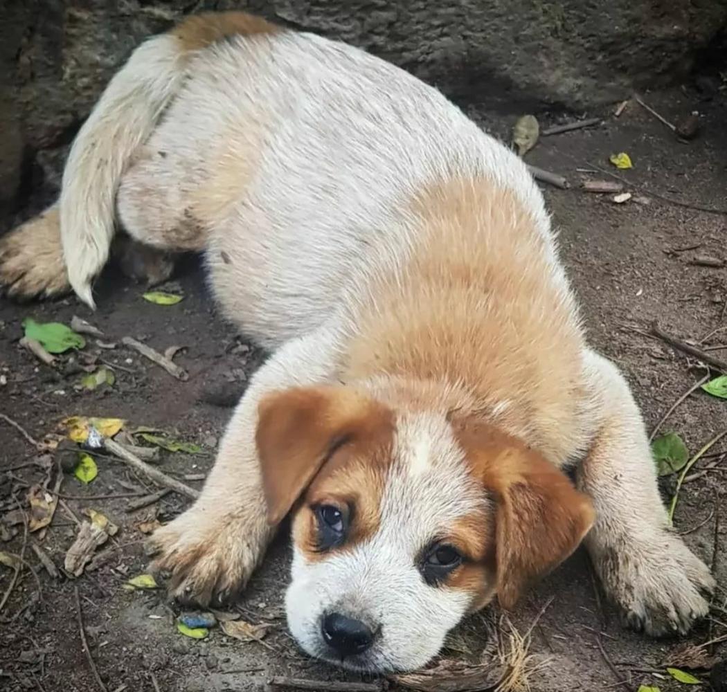 BLACKOUT HEELERS PHANTOM | Australian Cattle Dog 