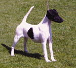 Helia von der Bismarckquelle | Smooth Fox Terrier 