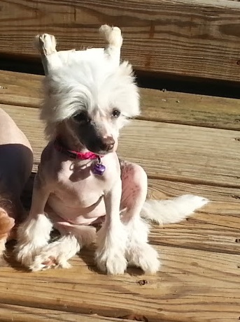 T-Buckets  Anita Some Lovin' | Chinese Crested 