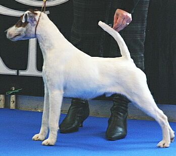 Belfox Gigolo | Smooth Fox Terrier 