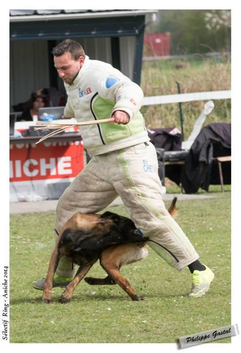 Fatjoe LOF 217787/22269 | Belgian Malinois 