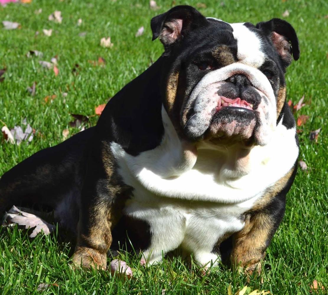 Edison’s Prom Queen | Olde English Bulldogge 