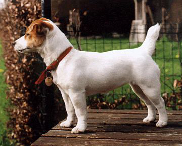 Call Me Cathy of Jack's Paradise | Jack Russell Terrier 