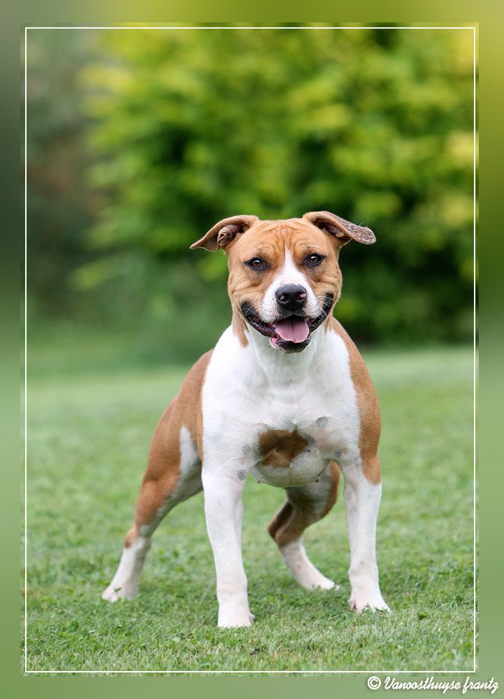 Hingue De La Maison D'Este | American Staffordshire Terrier 
