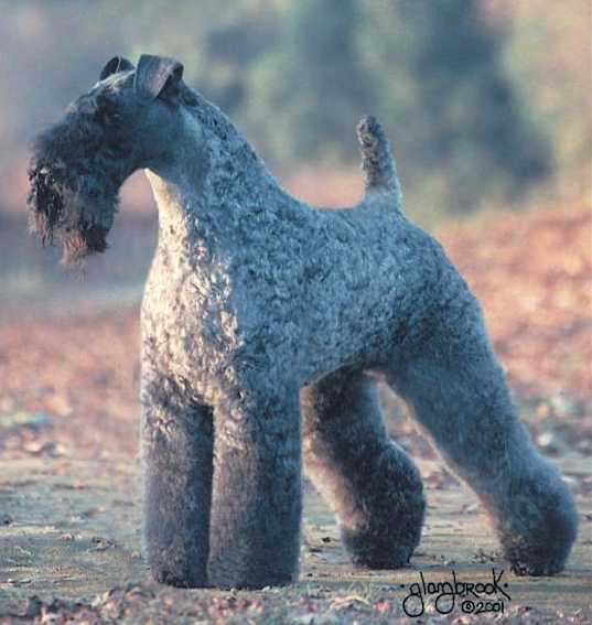 Torum's Scarf Michael | Kerry Blue Terrier 