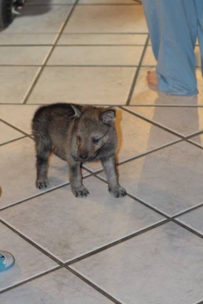 Lady Zelda Wolf Z Orel Ochrana | Czechoslovakian Wolfdog 