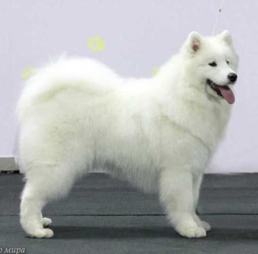 Radost Zhizni Expression Love | Samoyed 