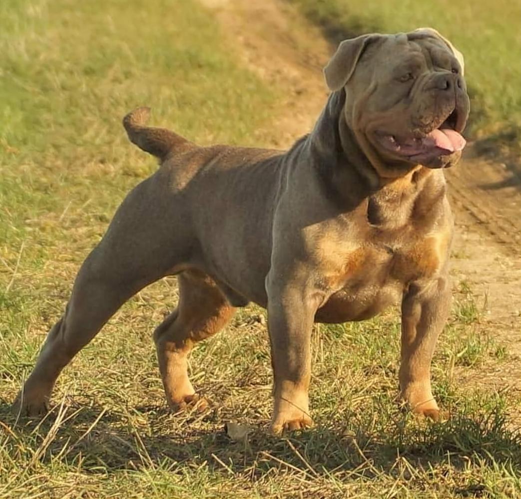 Bullforce First Killer at HDR | Olde English Bulldogge 