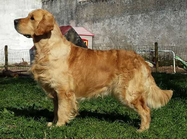 Heartbreaker de Ria Vela | Golden Retriever 