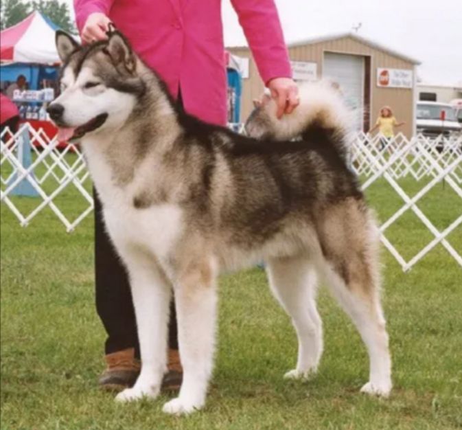 Misty Morning Montana's MVP | Alaskan Malamute 