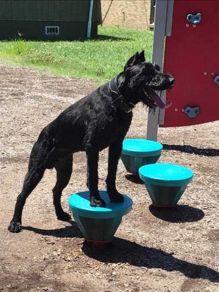 Komet Von Elberfeld | Giant Schnauzer 