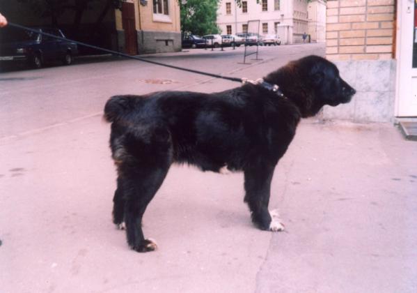 Ursula | Central Asian Shepherd Dog 