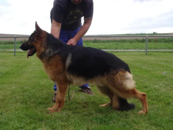 Haegges Von Carrara | German Shepherd Dog 