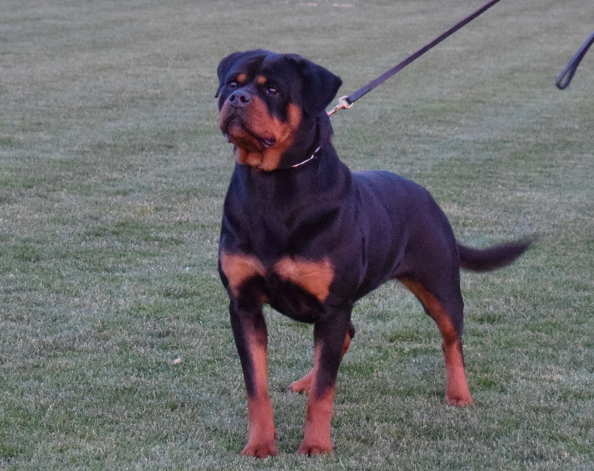 Lacey vom Kümmelsee | Rottweiler 