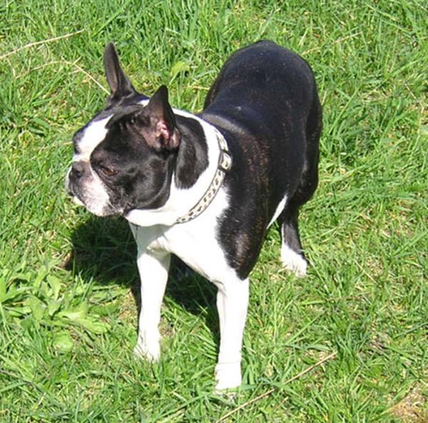 Sally D'Orpylhapac | Boston Terrier 