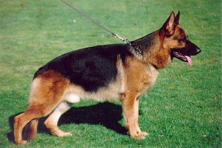 Leif von der Noriswand | German Shepherd Dog 