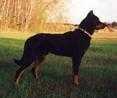 Bon z Opatovickych rovin | Beauceron 