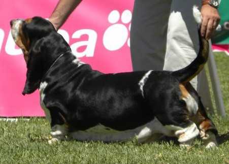 Brooke V. Hollandheim | Basset Hound 