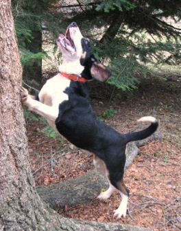 Sciaretta's Groom Creek Gypsy | Treeing Walker Coonhound 