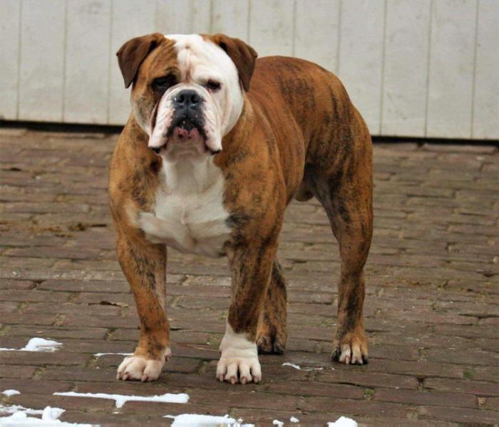 No Name Bulls Knuffel Beer | Olde English Bulldogge 