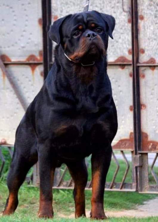 Sultan Fusadjo | Rottweiler 