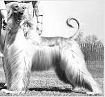 Zeno of Province | Afghan Hound 