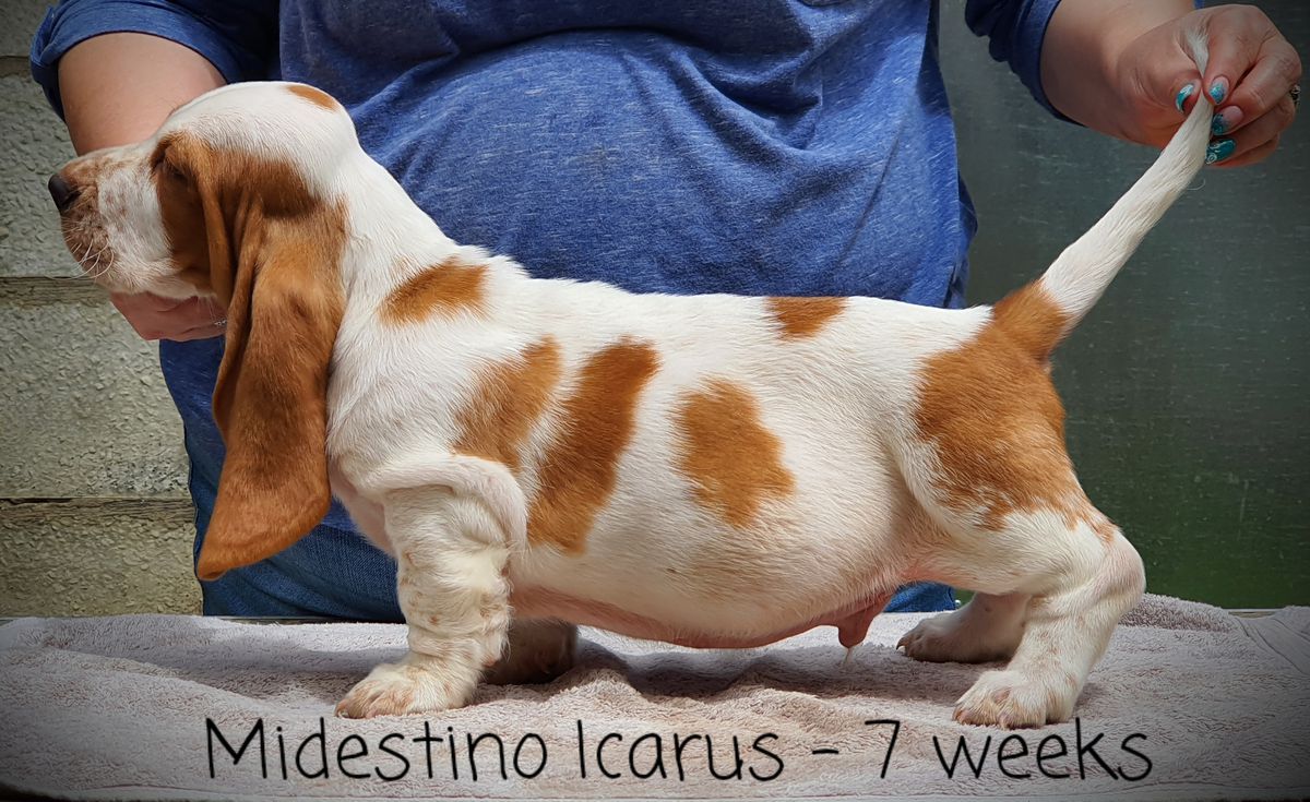 Midestino Icarus | Basset Hound 