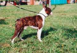 DEVIL ROCK REACH LOVE | Boston Terrier 