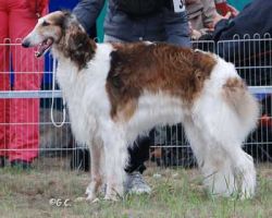 Lynx Power of Love | Borzoi 