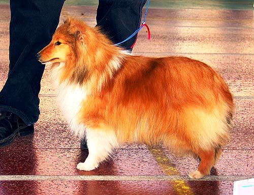 Laknest Lady Laik | Shetland Sheepdog 