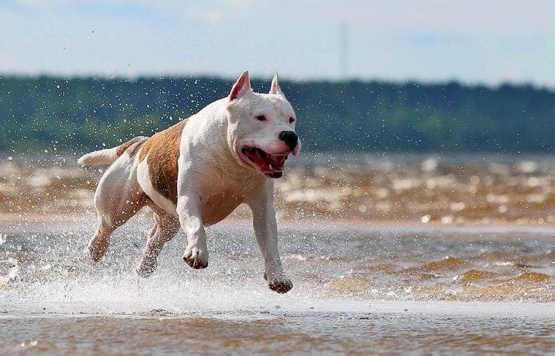 Alterra Yasvoyd Felk | American Staffordshire Terrier 