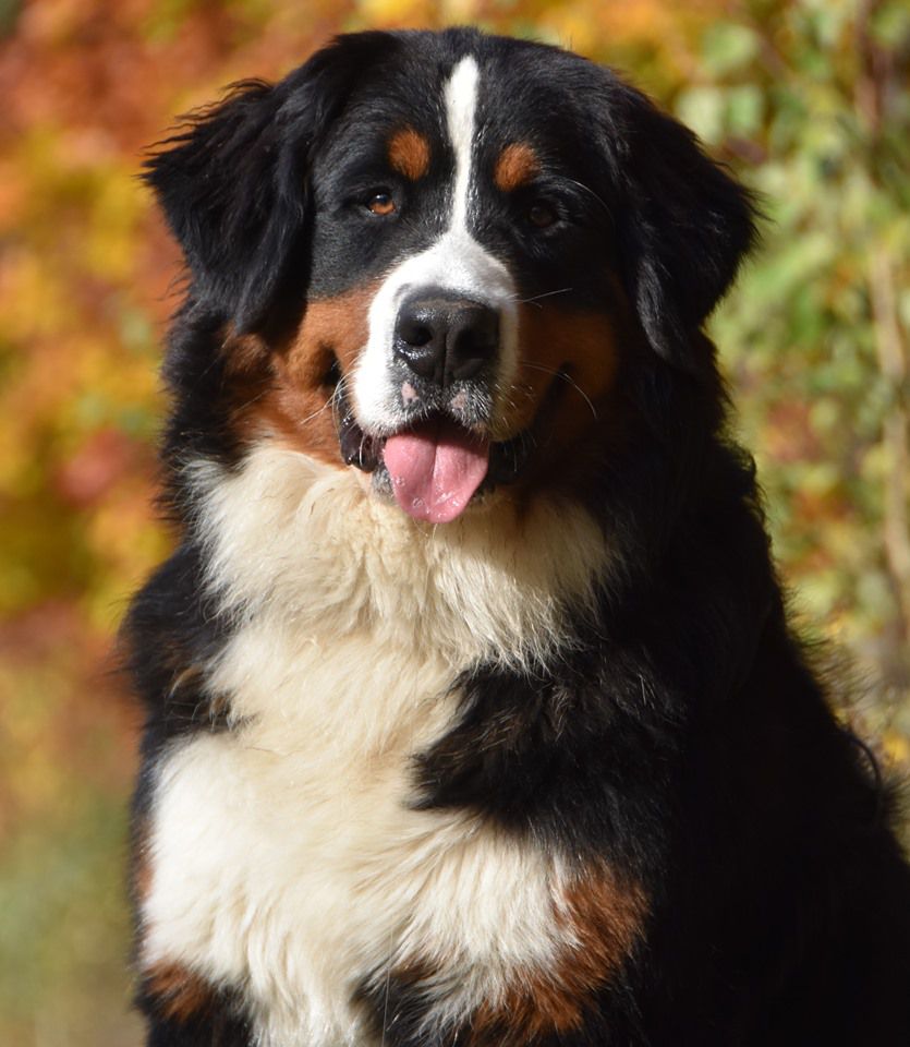 CARINA z Mazurskiej Zagrody FCI | Bernese Mountain Dog 