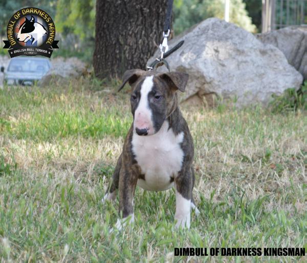 DIMBULL OF DARKNESS KINGSMAN | Bull Terrier 
