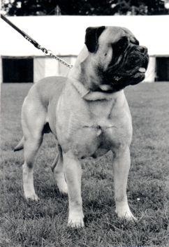 Sharwell`s Mean Mr Mustard of Pitman`s | Bullmastiff 