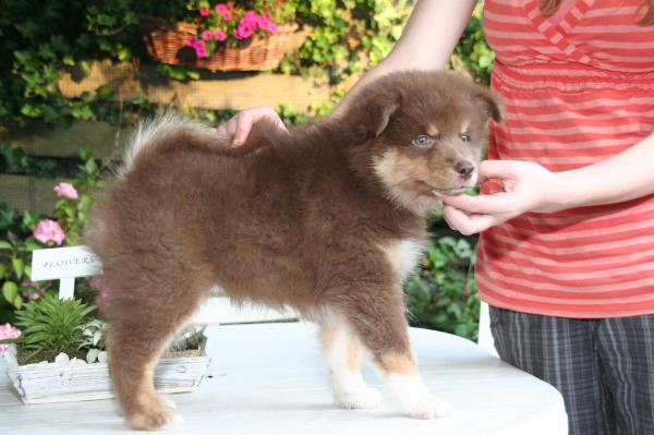 Anselmi | Finnish Lapphund 