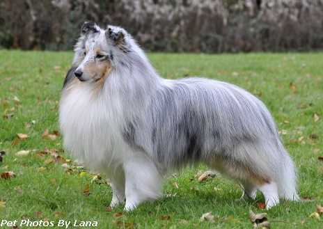 Edglonian Singin The Blues | Shetland Sheepdog 