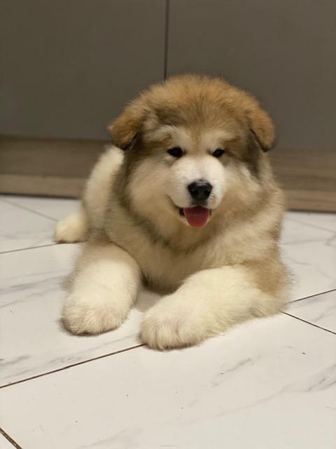 Nord Imperial Everyday Happy | Alaskan Malamute 